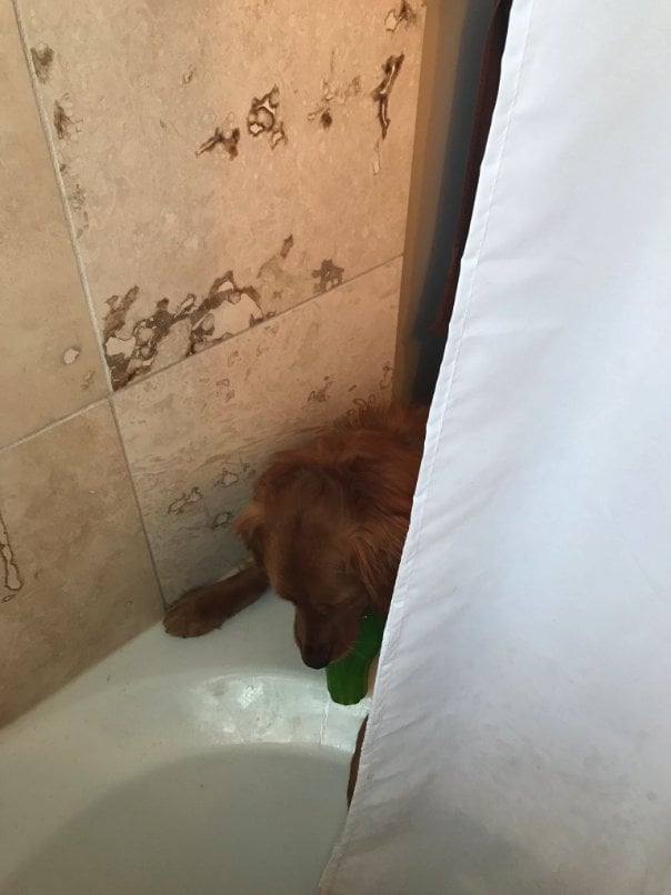 Illustration de l'article : Effrayé à l'idée de prendre un bain, ce chien soutient ses propriétaires quand vient leur tour